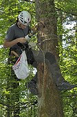 Naturalist monitoring chicks of middle spotted woodpecker ; Study conducted by the Swiss resort of Sempach in a population of middle spotted woodpecker. The climber is responsible for pick up and put the chicks in the box. Counting chickens using a small camera. 