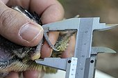 Monitoring of a chick of middle spotted woodpecker ; Study conducted by the Swiss resort of Sempach in a population of middle spotted woodpecker.