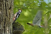 Couple of middle spotted woodpeckers feeding chicks ; The female still has a mouthful while the male leaves. 