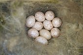 Eggs of a great tit in a nest box in Switzerland