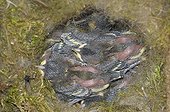 Chicks of great tit in a nest box in Switzerland ; Eight years chicks