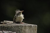 Young Common Treecreeper the day of first flight Switzerland