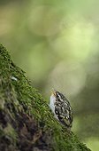 Young Common Treecreeper the day of first flight Switzerland