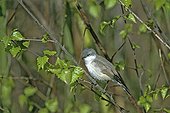 Hume's Lesser Whitethroat adult on a branch in Switzerland ; Adult crossing in spring.