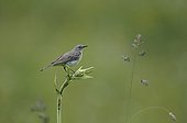 Water pipit adult on a plant in Switzerland
