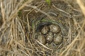 Eggs of eurasian tree sparrow in a nest box in Switzerland