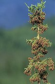 White-winged Crossbill eating pine cones