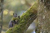 Female red squirel picking moss for its nest in Switzerland