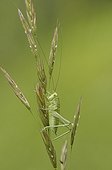 Larva of Great green buskh cricket on gramineae Switzerland