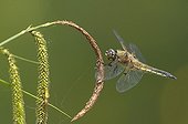 Four spotted skimmer on a ear of Sedge in Switzerland