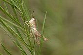 Larva of grasshopper Pertuis du Sault Switzerland