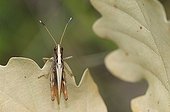 Male Grasshopper on a leaf of oak in Switzerland