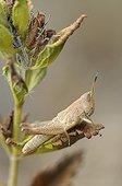 Larva of Grasshopper Pertuis du Sault Switzerland