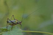 Male Grasshopper Les Jordan Switzerland
