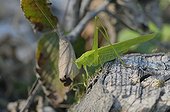 Female Sickle bearing Bush cricket in Switzerland