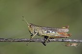 Grasshopper on a twig in Switzerland