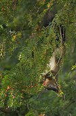 Red Squirrel eating fruits of english yew in Switzerland