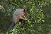 Red Squirrel eating fruits of english yew in Switzerland
