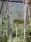 Pumpkinseed in the Durance's River France