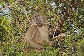 Male Chacma Baboon warming itself at the sun South Africa