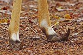 Hoof malformation of male Nyala South Africa