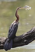 African Darter with a fish in the beak Kruger South Africa