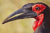 Portrait of a male Southern Ground Hornbill South Africa