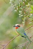 White fronted Bee eater posed on a branch South Africa