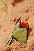 White fronted Bee eater resting at sun South Africa