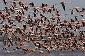 Greater flamingos flying away Morrocoy NP Venezuela