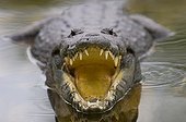 Morelet's Crocodile in the Tikal National Park Guatemala ; Victoria peak in distance.