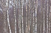 Chouette lapone sur une branche de Bouleau Scandinavie