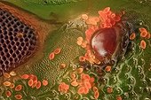 Close-up of a green stink bug ; Ocelli and the ommatidium of a compoud eyes ; orange spots are pollen grains