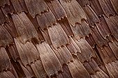 Scales from a butterfly of the Kallima family