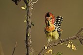 Red-and-yellow Barbet on a branch singing Kenya