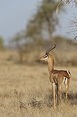 Gerenuk in the Samburu NP Kenya