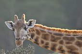 Girafe réticulée mangeant de jeunes pousses d'Acacia