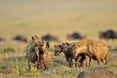 Spotted Hyaena with a young Wildebeest carcass Kenya ; It looks three hyenas up and down