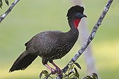 Crested Guan perched on a branch Guatemala