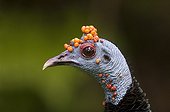 Portrait of an ocellated turkey Tikal NP Guatemala