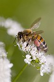 Honey bee gathering nectar on a cow parsnip United Kingdom