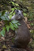 Cuban Hutia feeding with leaves Cuba