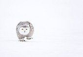 Snowy Owl walking in a field of snow Scandinavia