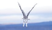 Snowy Owl in flight over a field of snow Scandinavia