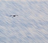 Wader flying Isla Pajaros Holbox Island Mexico