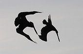 Pelican in the Archipelago of Los Roques NP