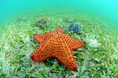 Starfish in a meadow of turtle grass in the Caribbean