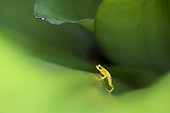 Golden rocket frog in Tank bromeliad Guyana