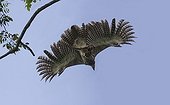 Harpy Eagle in flight carrying an opossum prey Guyana