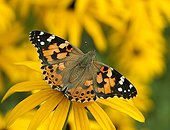 Painted lady gathering nectar in a garden United Kingdom